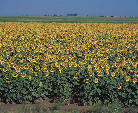 Sunflower Field, Kroonstad