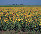 Sunflower Field, Kroonstad