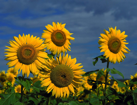 Sunflower Field near Zastron
