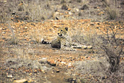 Cheetah, Garonga Safari Camp, Makalali Reserve