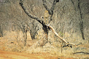 Cheetahs, Garonga Safari Camp, Makalali Reserve