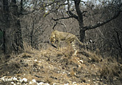 Cheetah, Garonga Safari Camp, Makalali Reserve