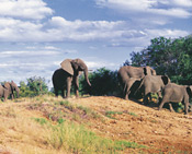 Elephants, Garonga Safari Camp, Makalali Reserve