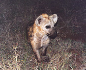 Hyena Pup, Garonga Safari Camp, Makalali Reserve
