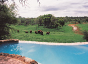 Elephants and swimming pool, Garonga Safari Camp