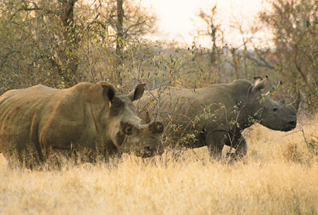 White Rhinos, Garonga Safari Camp, Makalali Reserve