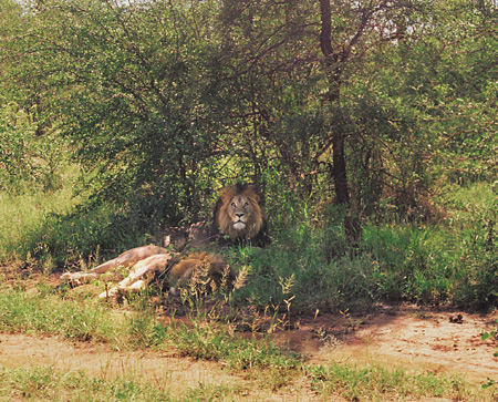 Male Lions, Garonga Safari Camp, Makalali Reserve