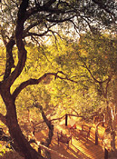 Viewing deck, Garonga Safari Camp, Makalali Reserve