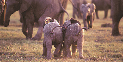 Baby Elephants at Gorah Elephant Camp, Addo Elephant National Park, Eastern Cape, South Africa