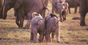 Baby Elephants are one of Gorah's pleasures for its guests