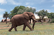 Gorah Elephant Camp in the Addo Elephant National Park