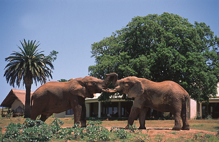 Elephants and the Gorah House, Gorah Elephant Camp