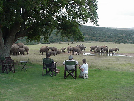 Elephants at the waterhole, Gorah Elephant Camp