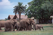 Elephant herd in front of tents, Gorah Elephant Camp