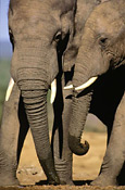 Elephants in Addo NP