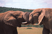 Addo Elephants greeting, Gorah Elephant Camp