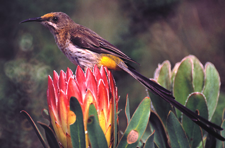 Cape Sugarbird and King Protea, Grootbos Private Nature Reserve