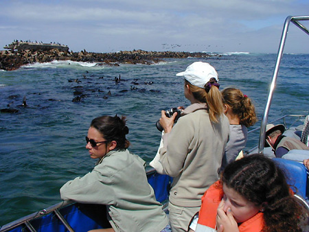 Dyer Island boat trip off the Whale Coast, South Africa