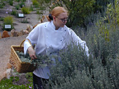 Grootbos' Chef collecting herbs for the evening meal