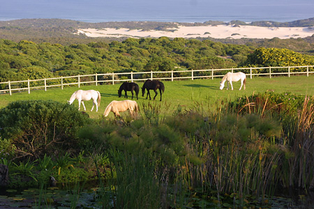 Grazing horses, Grootbos Private Nature Reserve