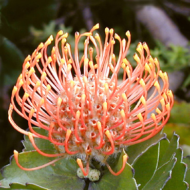Pincushion Protea, Grootbos Private Nature Reserve