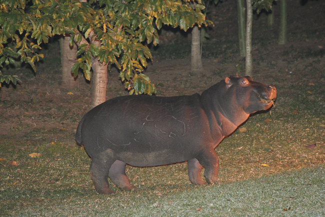 Hippo on the lawn