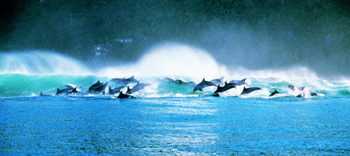 Dolphins, Plettenberg Bay, South Africa