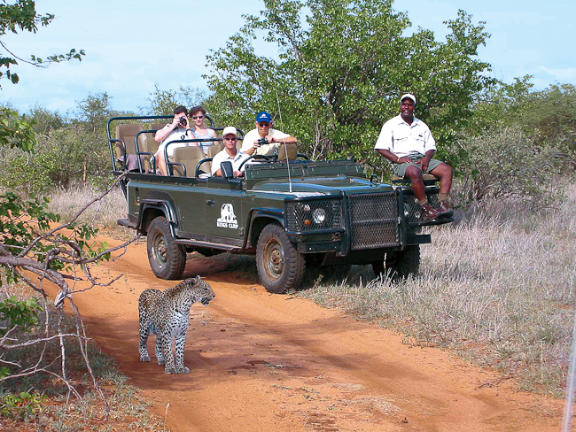Leopard viewing