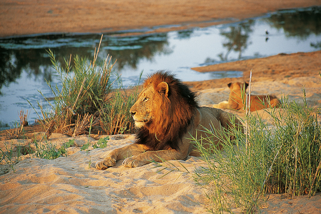 Lions on the sand bank