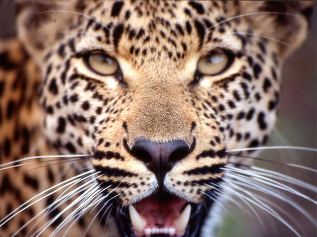 Leopard look