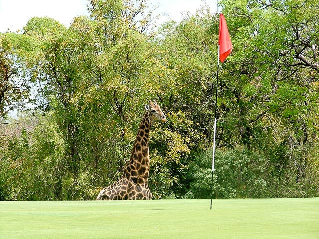 Giraffe on the golf course