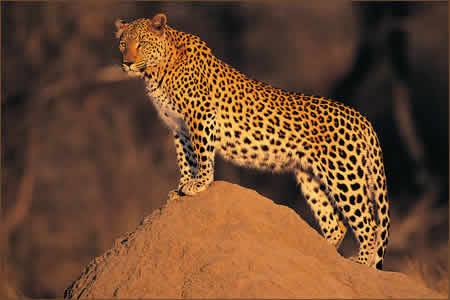 Leopard at Kwa Maritane