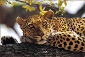 Leopard at Kwa Maritane