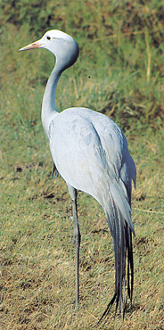 Rare Blue Crane at Kwandwe Private Game Reserve
