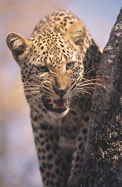 Leopard at Kwandwe Private Game Reserve
