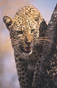 Leopard at Kwandwe Private Game Reserve
