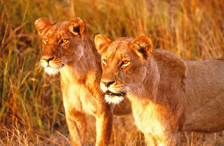Lionesses at Kwandwe Private Game Reserve