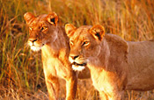 Lionesses at Kwandwe Private Game Reserve