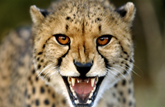 Cheetah at Phinda