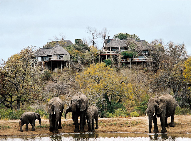 Elephants in front of the lodge