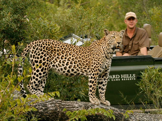 Leopard sighting at Leopard Hills, South Africa