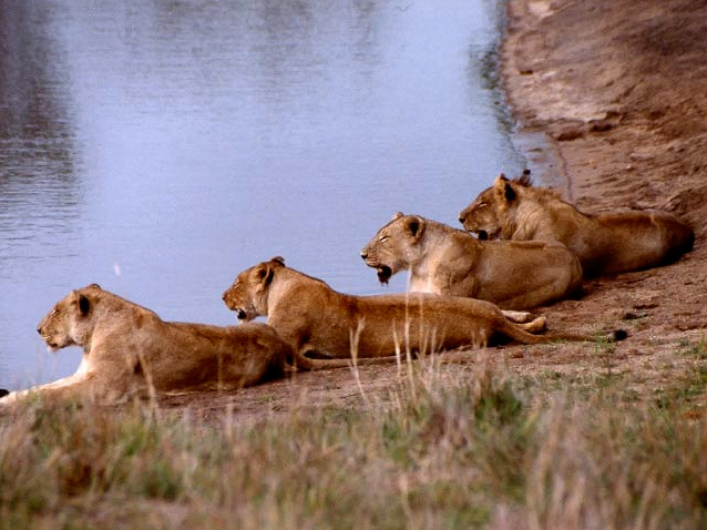Lionesses at the water