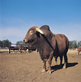 Afrikaner Bull, Limpopo Province