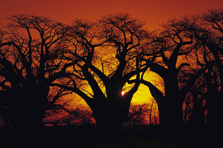 Limpopo Baobabs