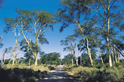 Fever trees, Limpopo Province
