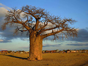 Baobab and Venda