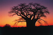 Baobab tree, Kruger National Park, Limpopo