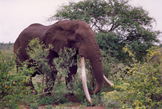 Tshokwane, an elephant in Kruger Park
