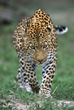 Leopard in the Sabi Sand Reserve