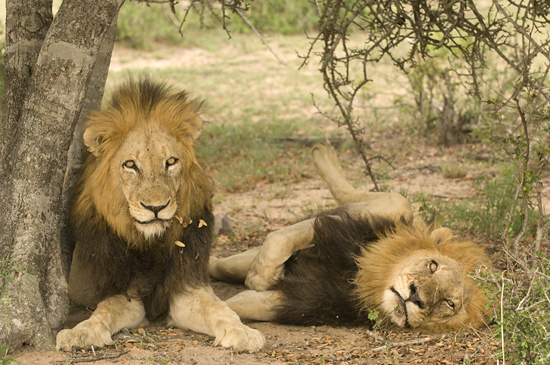 Lions - Sabi Sand Game Reserve